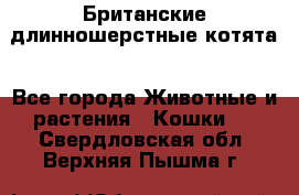 Британские длинношерстные котята - Все города Животные и растения » Кошки   . Свердловская обл.,Верхняя Пышма г.